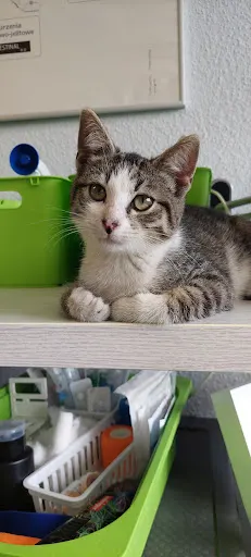 Przychodnia weterynaryjna Animal Care Complex